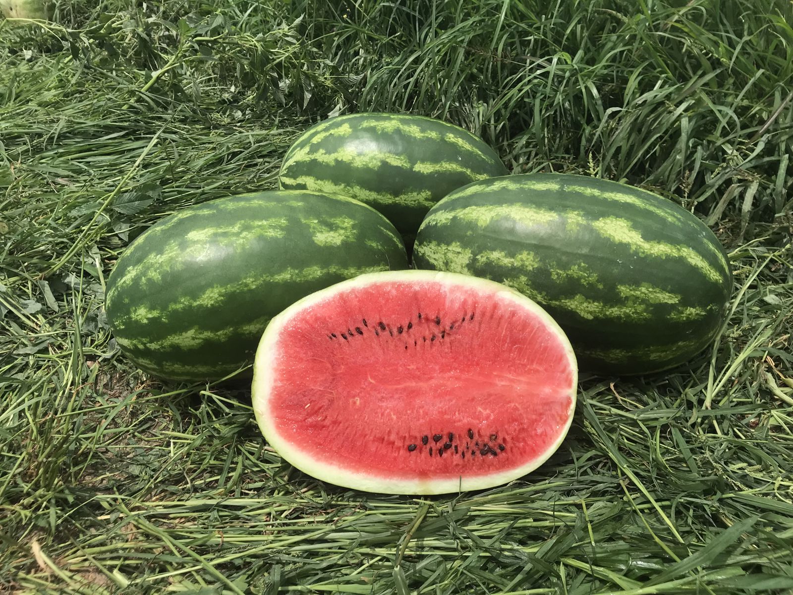 Walker - Diploid Watermelon - AMPA - HM.CLAUSE Virtual Field Days